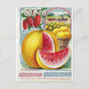 Salzer Watermelons Postcard