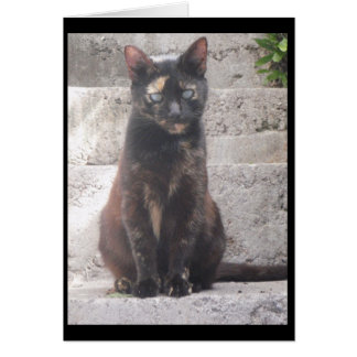 Samantha the Bush Cat