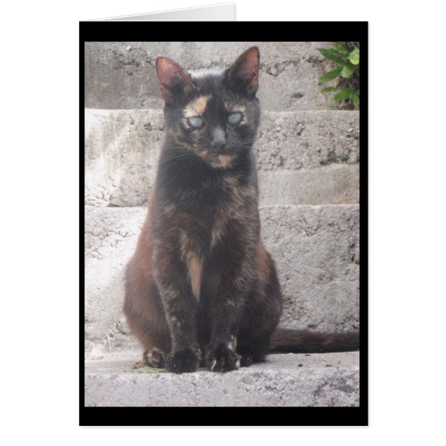 Samantha the Bush Cat (Front)