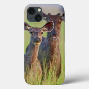 Sambar Deers in the meadows, Corbett National Park iPhone 13 Case