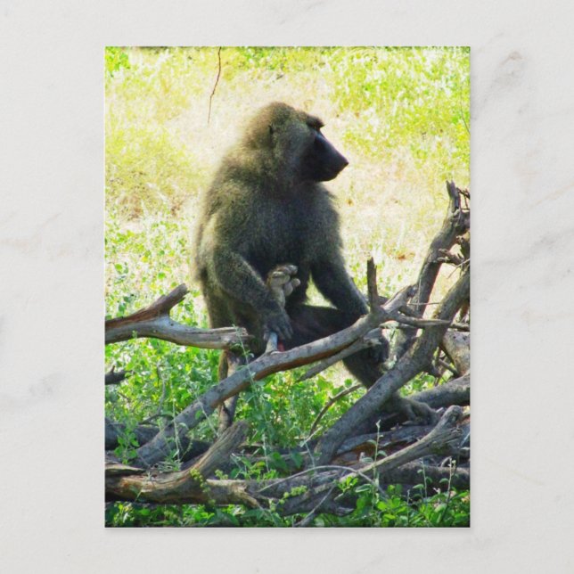 Samburu Baboon Postcard (Front)