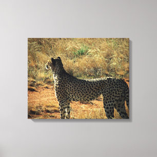 Samburu Cheetah Canvas Print