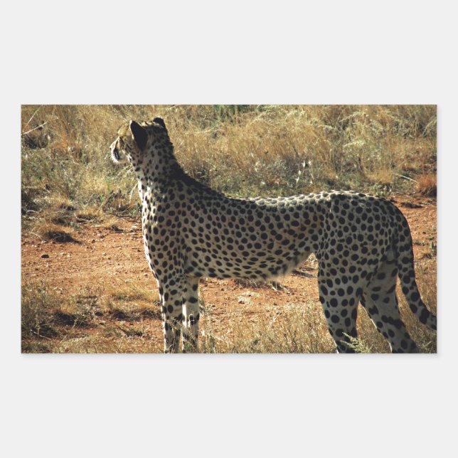 Samburu Cheetah Rectangular Sticker (Front)