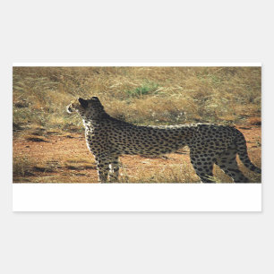 Samburu Cheetah Rectangular Sticker