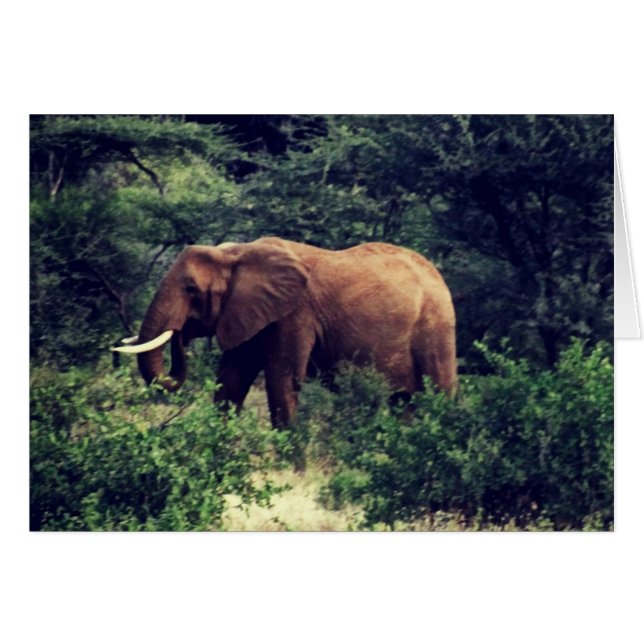 Samburu Elephant (Front Horizontal)