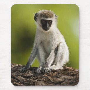 Samburu Game Reserve, Kenya, Vervet Monkey, Mouse Pad