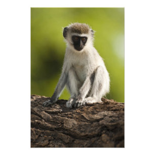 Samburu Game Reserve, Kenya, Vervet Monkey, Photo Print