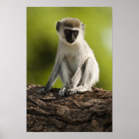 Samburu Game Reserve, Kenya, Vervet Monkey,