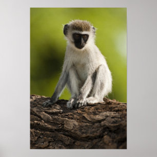 Samburu Game Reserve, Kenya, Vervet Monkey, Poster