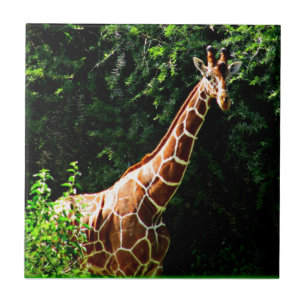 Samburu Giraffe Tile