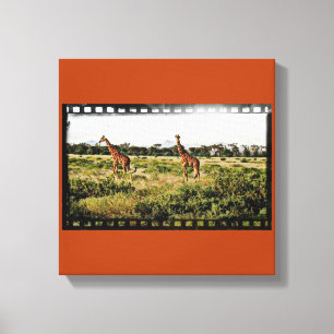 Samburu Giraffes Canvas Print