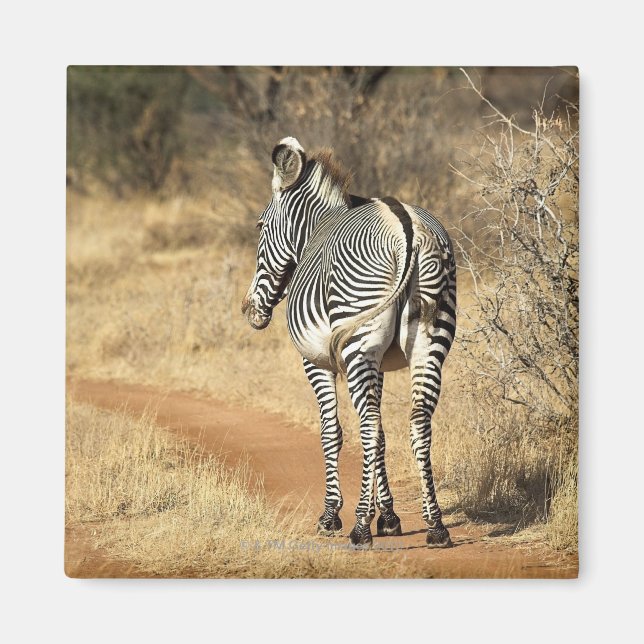 Samburu National Reserve, Kenya Magnet (Front)