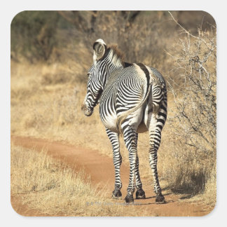 Samburu National Reserve, Kenya Square Sticker