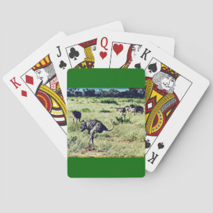Samburu Ostriches Playing Cards