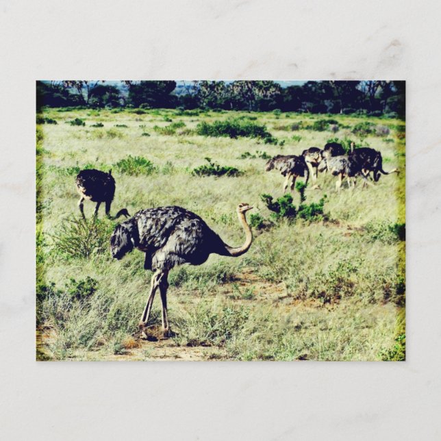 Samburu Ostriches Postcard (Front)