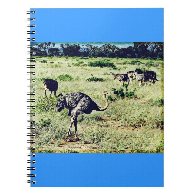 Samburu Ostriches Spiral Notebook (Front)
