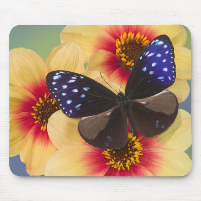 Sammamish Washington Photograph of Butterfly 40 Mouse Pad (Front)
