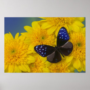 Sammamish Washington Photograph of Butterfly 41 Poster