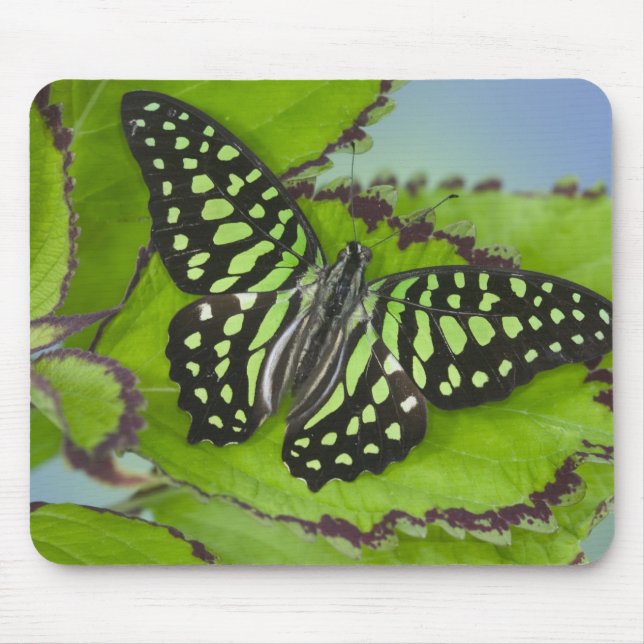 Sammamish Washington Photograph of Butterfly on 11 Mouse Pad (Front)