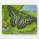 Sammamish Washington Photograph of Butterfly on 11 Mouse Pad (Front)