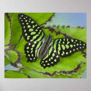 Sammamish Washington Photograph of Butterfly on 11 Poster