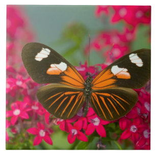 Sammamish Washington Photograph of Butterfly on 14 Tile