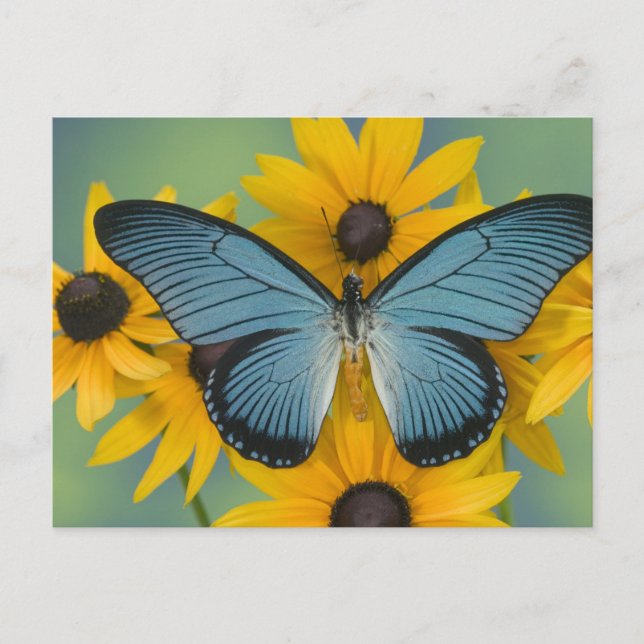 Sammamish Washington Photograph of Butterfly Postcard (Front)