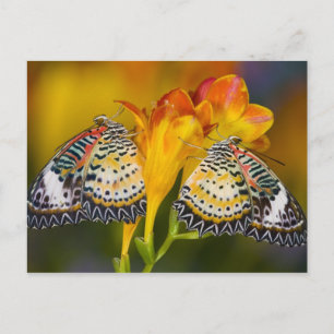 Sammamish, Washington. Tropical Butterflies 68 Postcard
