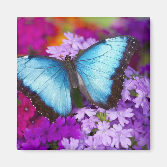 Sammamish Washington Tropical Butterfly Magnet (Front)
