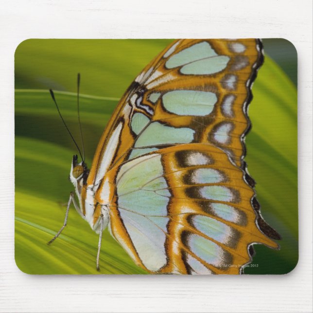 Sammamish, Washington, USA Mouse Pad (Front)