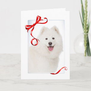 Samoyed Christmas Card