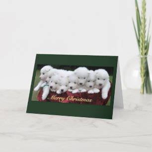 Samoyed Christmas Holiday Card