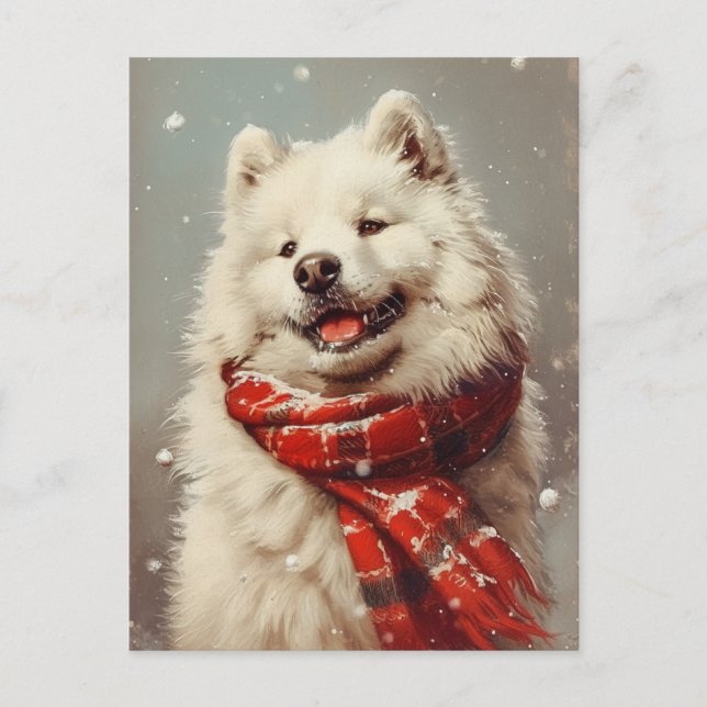 Samoyed Christmas  Postcard (Front)