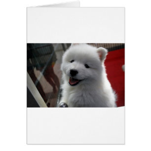 Samoyed Dog