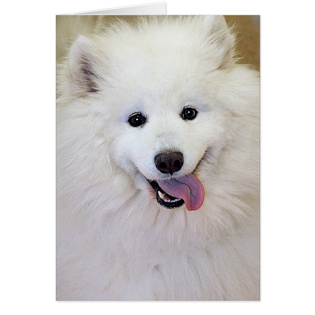 Samoyed Dog Breed Greeting/Note Cards (Front)