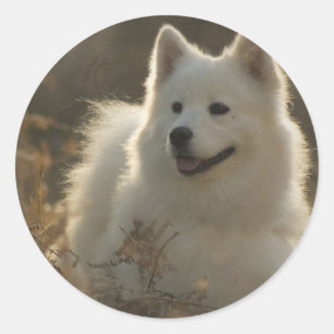 Samoyed Dog Breed Stickers