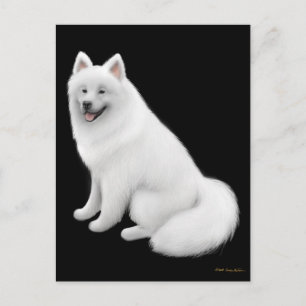 Samoyed Dog Postcard