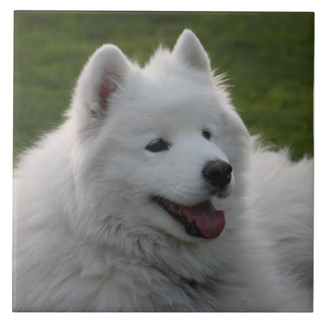 Samoyed Dog Tile (Front)