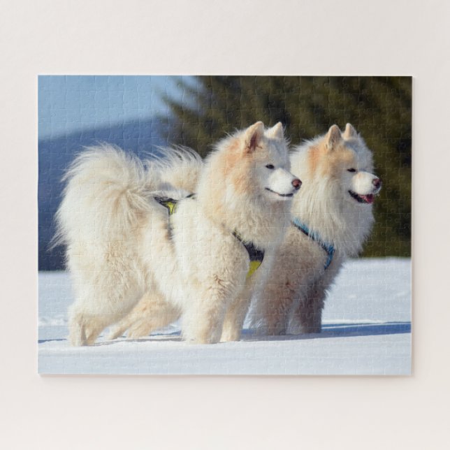Samoyed Dogs in the Snow Jigsaw Puzzle (Horizontal)