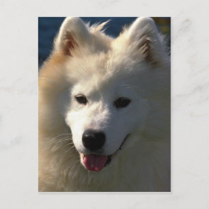 Samoyed Postcard