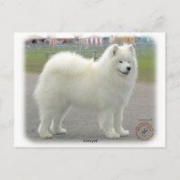 Samoyed