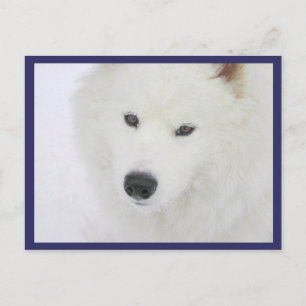 Samoyed - PVSC - Snow Postcard