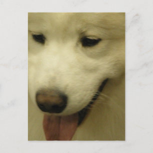 Samoyed Rescue Postcard