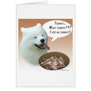 Samoyed Turkey