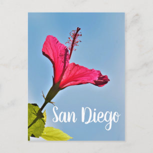 San Diego Hibiscus Holiday Postcard