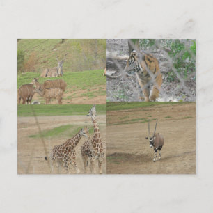 San Diego Safari Park Postcard