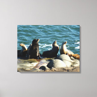 San Diego Sea Lions Canvas Print