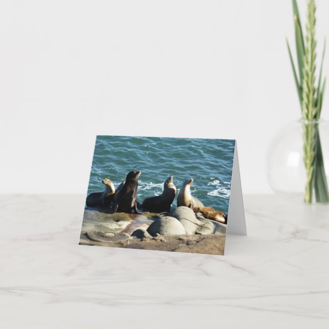 San Diego Sea Lions Card (Front)