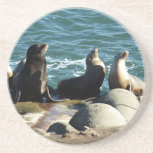 San Diego Sea Lions Coaster