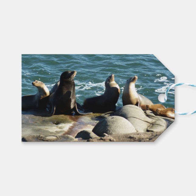 San Diego Sea Lions Gift Tags (Front (Horizontal))